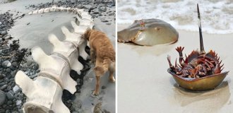 17 photos of interesting things found on beaches around the world (19 photos)