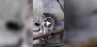 A baby Pallas's cat doesn't want to go home