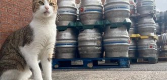 Арахис - котик из Великобритании, который очень любит пиво (3 фото)