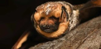 A Beauty Contest Was Held In The USA bats (7 photos)