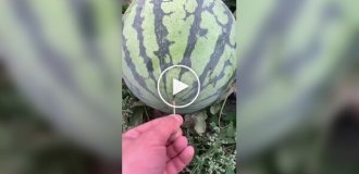Арбуза не желаете