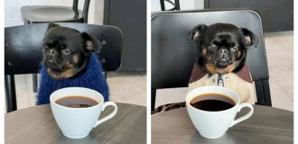 Пес з постійно похмурою мордочкою (7 фото + 1 відео)