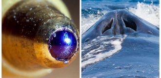 25 необычных фотографий обычных предметов, животных и процессов (26 фото)