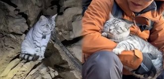 Кошка, которая не нуждается в спасении, обманывает добряков (3 фото + 1 видео)