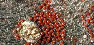 Плодовый клещ: маленькие красные жучки на листьях (9 фото)