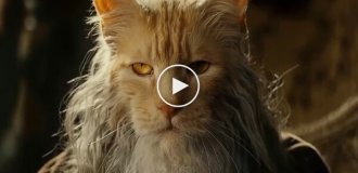 Cat versions of "The Lord of the Rings" and "Harry Potter"