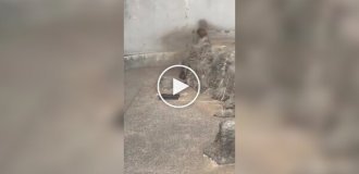 Малыш Панч защитил подружку