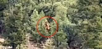 Снежного человека заметили в лесу Колорадо (3 фото + 3 видео)