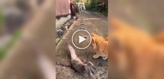 Тайное место уличных кошек в Японии