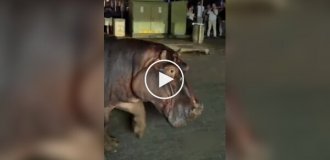 Пробка по-африкански: два бегемота вышли на дорогу и остановили весь город