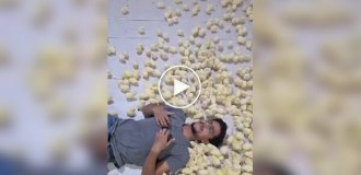 В Индии открыли антистресс-комнату с сотнями цыплят