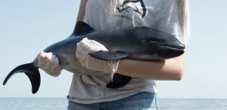 Black Sea porpoise (8 photos)