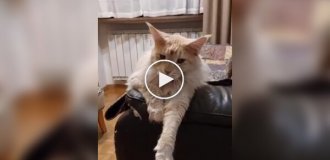 The cat doesn't let other pets miss