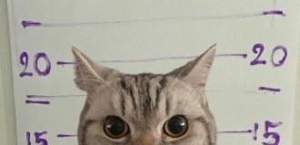 A cat is "under investigation" in Thailand after an attack (2 photos)