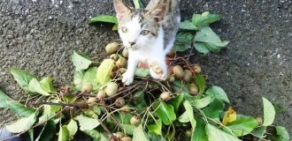 Вкусное модное растение, от которого кошки дуреют не меньше, чем от валерианы (7 фото)