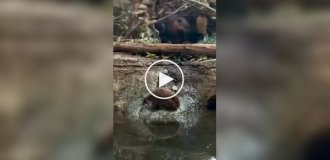 Бобренок не захотел ложиться спать и сбежал