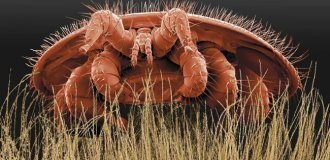 Varroa: The Main Cause of Bee Extinction (9 photos)