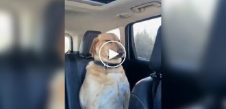 Пес с подозрением смотрит на хозяйку