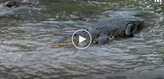 Brave otters vs. a crocodile