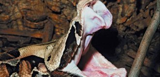 Габонська гадюка: знаменита товста змія з найсильнішою отрутою (8 фото)