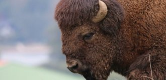 A drunken American paid for attacking a bison (4 photos)
