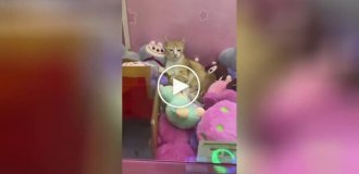 Cats relax in a toy machine