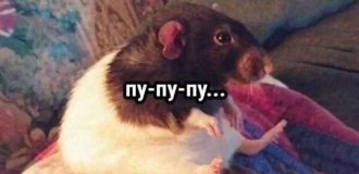 Лучшие шутки и мемы из Сети. Выпуск 723 (94 картинок)