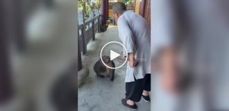 Трехлапая макака обрела дом в буддийском храме