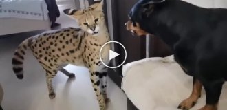 A serval was able to calm an aggressive dog.
