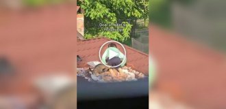 Мальчик устроил уютное место для отдыха с котиком прямо на крыше