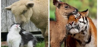 Невероятные парочки: 20 неожиданных, но очаровательных примеров дружбы среди животных (21 фото)
