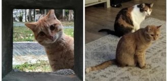 20 кодов доступа к котонастроениям и которазвлечениям (21 фото)