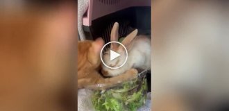 The cat is surprised by the actions of his friend