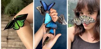 A Woman Breeds Rare Species of Butterflies (23 photos + 1 video)