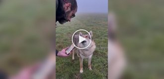 Музыкальная пауза