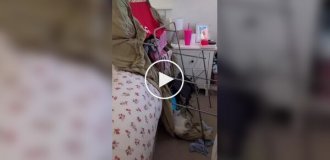 Кот уснул на месте преступления