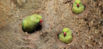 London - a city of green parrots (6 photos)