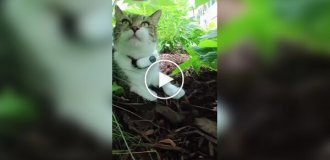 Жизнь кота от первого лица