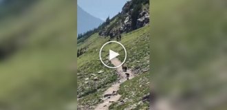 Hikers left the trail because of a mother bear with cubs