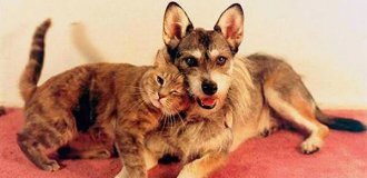 Історія про Джіні: собаку, який врятував понад 900 котячих життів (9 фото)
