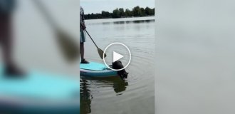 Мотор мощностью в одну кошачью силу
