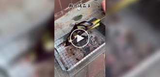Веганский шашлык