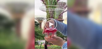 A funny container lid