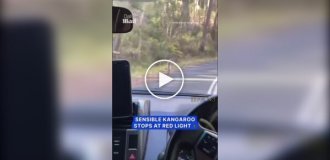 Кенгуру, соблюдающий правила дорожного движения