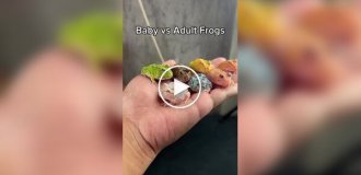 What different types of frogs look like in childhood and adulthood