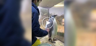 Четырехмесячному пингвину не нравится рыба