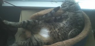 20 Photos of Cats Who Have Mastered Zen (20 photos)