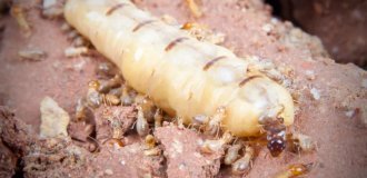 Termite mother: she is huge, lives 50 years and gives birth every 10 seconds (9 photos)