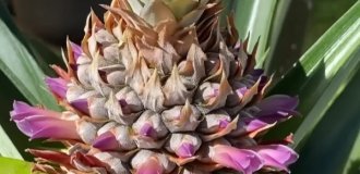 Японець показав як можна виростити ананас із листя (9 фото)