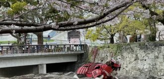 В сети прославился кот-самурай (5 фото + 2 видео)